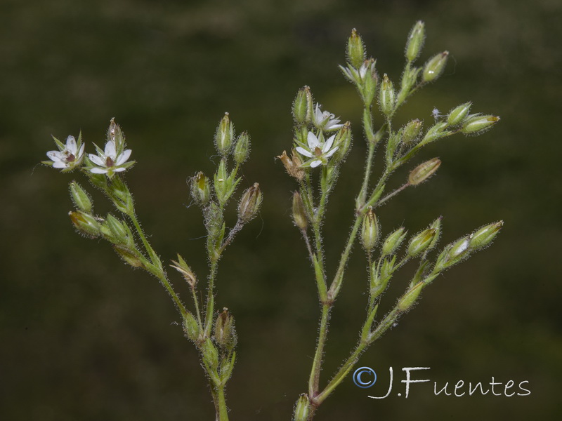 Minuartia hybrida hybrida.04