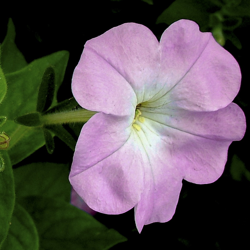 Mirabilis jalapa.01