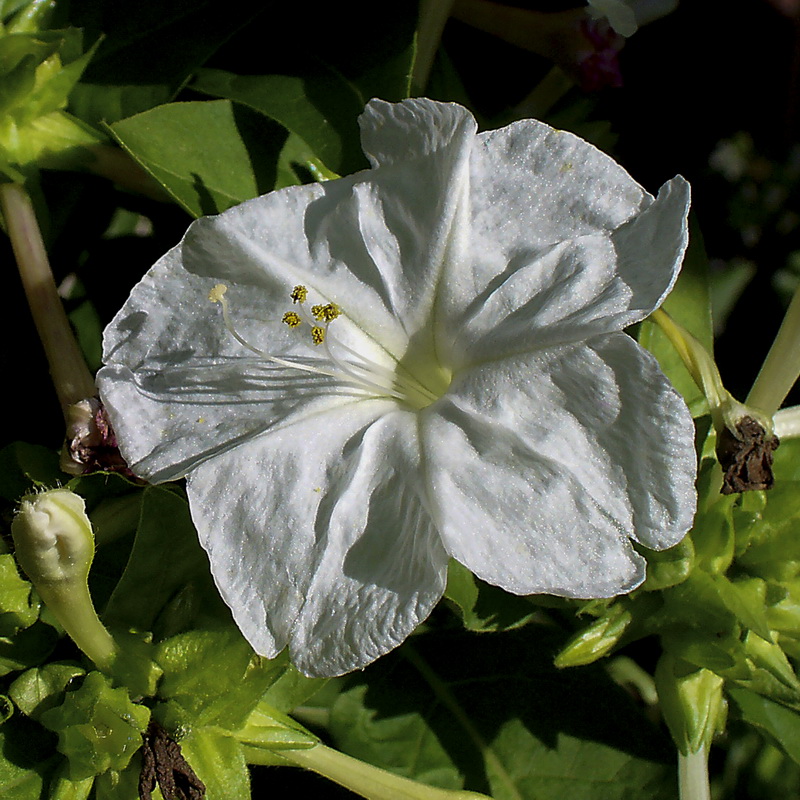 Mirabilis jalapa.02