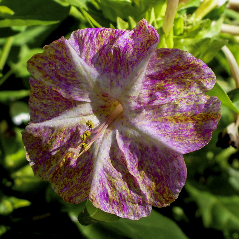 Mirabilis jalapa.03