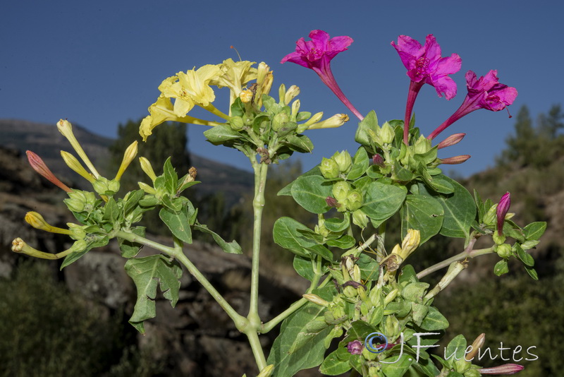 Mirabilis jalapa.04