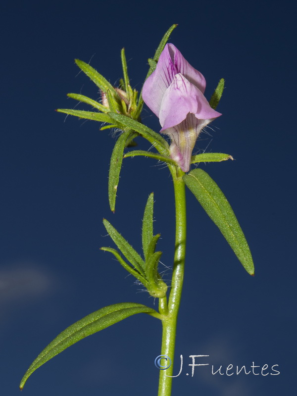 Misopates calycinum.02