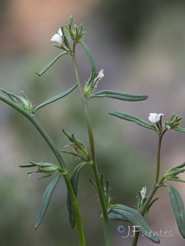 Misopates microcarpum.13