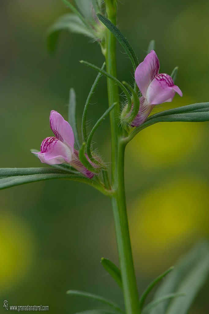 Misopates orontiun