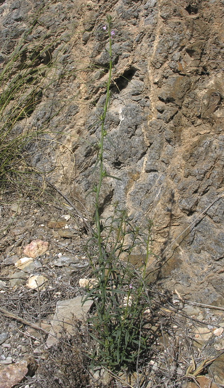 Misopates orontium.03