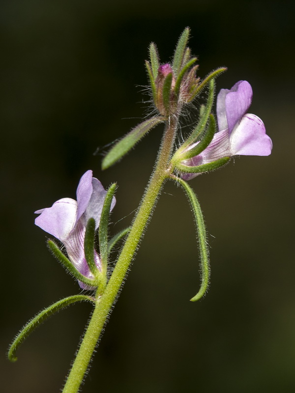Misopates orontium.10