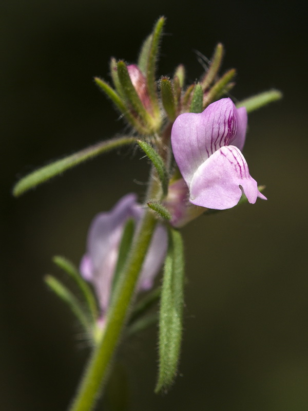 Misopates orontium.16