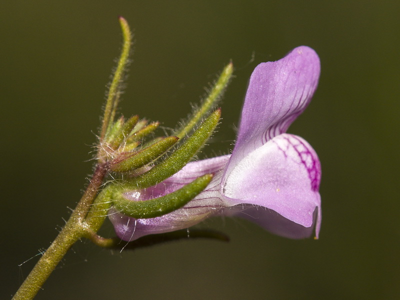 Misopates orontium.17