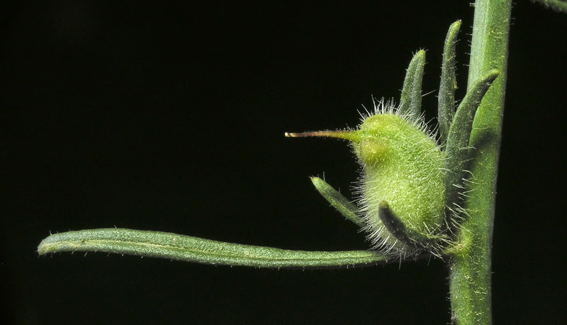 Misopates orontium.35