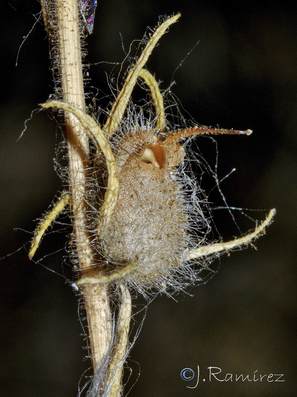 Misopates orontium.42