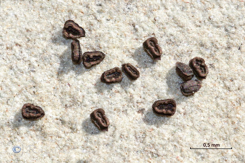 Misopates orontium.43