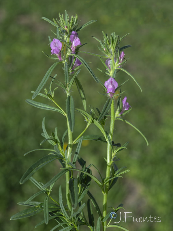 Misopates orontium.46