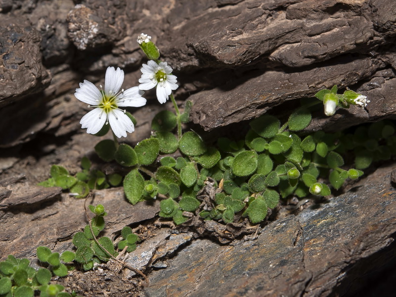 Moehringia fontqueri.01