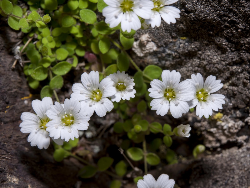 Moehringia fontqueri.03