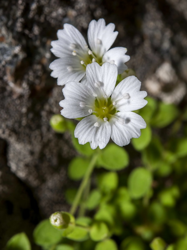 Moehringia fontqueri.04