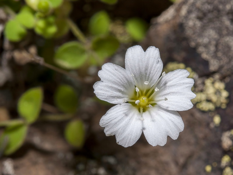 Moehringia fontqueri.05