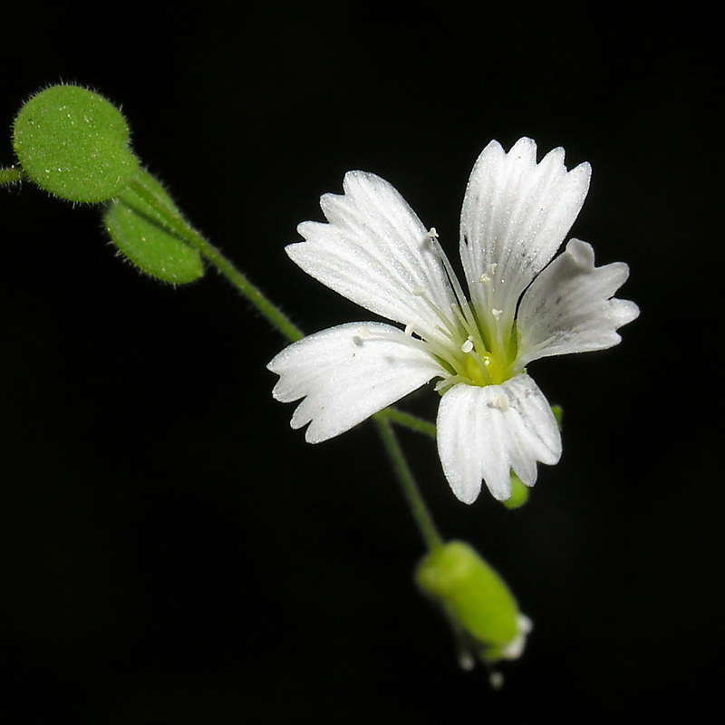 Moehringia fontqueri.06