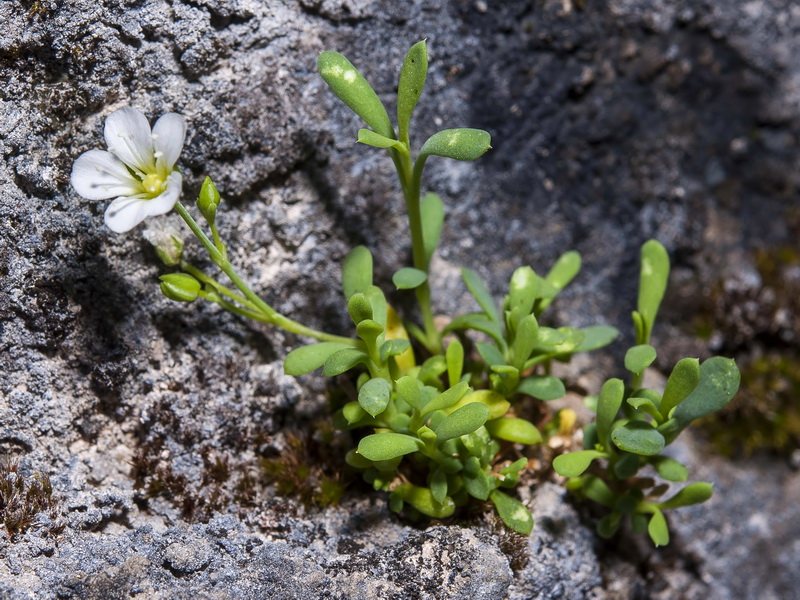 Moehringia intricata.02