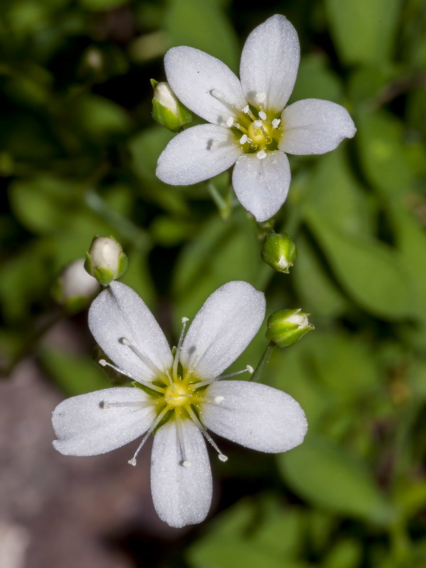 Moehringia intricata.05