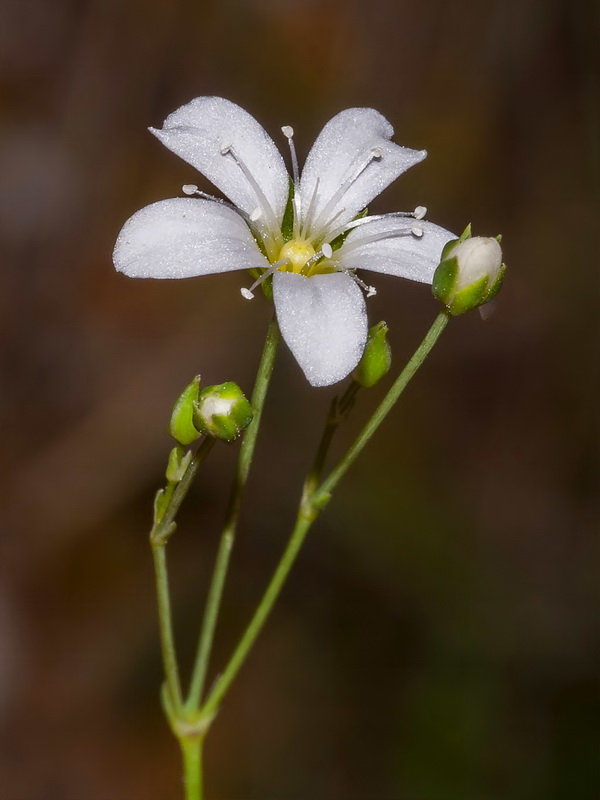 Moehringia intricata.06