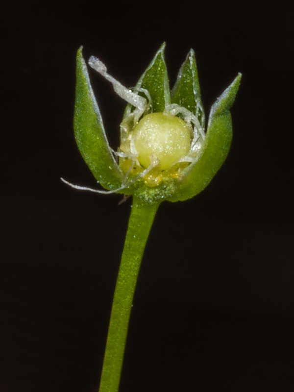 Moehringia intricata.07