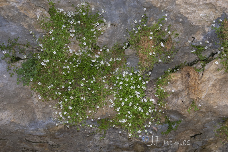 Moehringia intricata.08