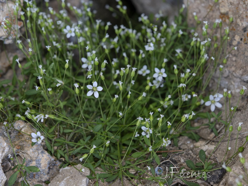 Moehringia intricata.15