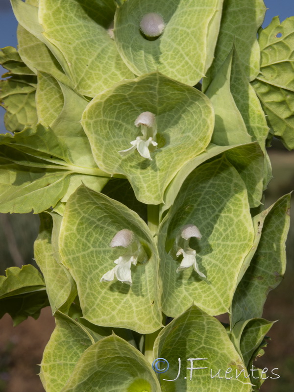Molucella laevis.10