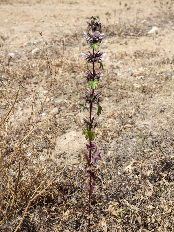 Molucella spinosa.01