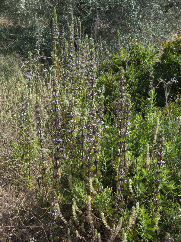 Molucella spinosa.02