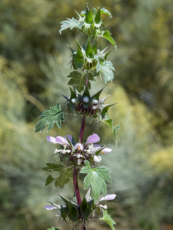 Molucella spinosa.09