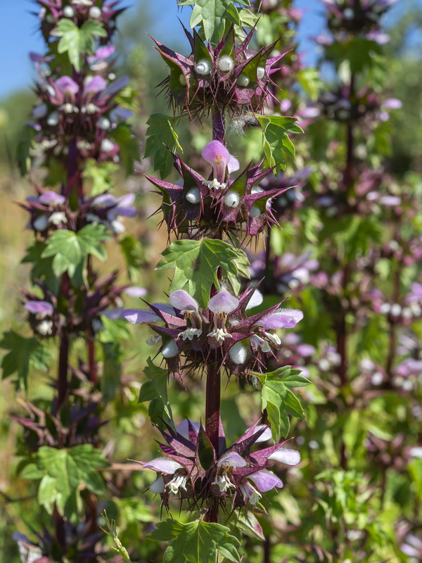 Molucella spinosa.10