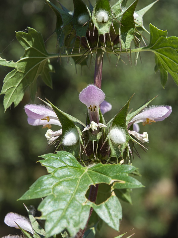 Molucella spinosa.14