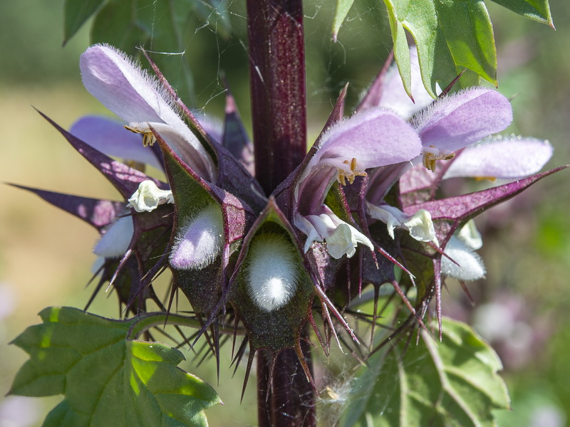 Molucella spinosa.20