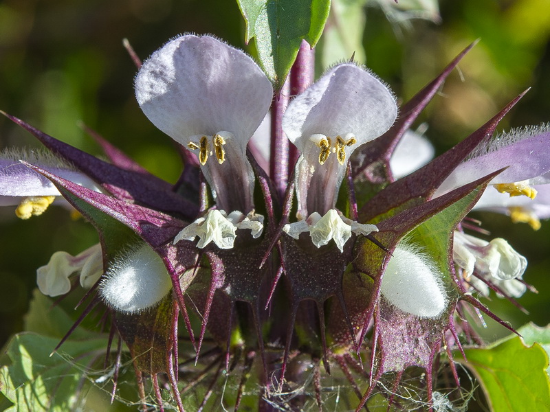 Molucella spinosa.22