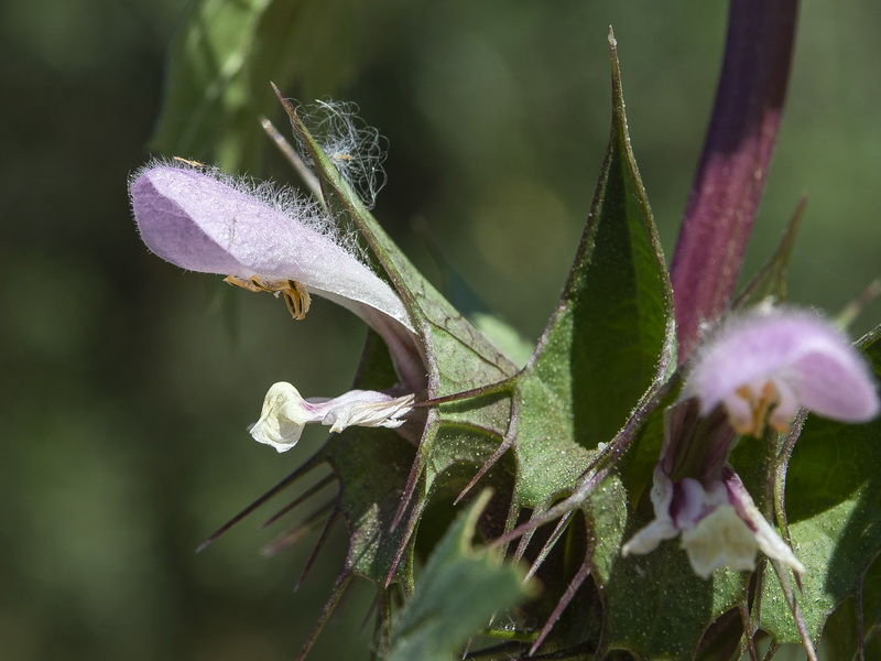 Molucella spinosa.24