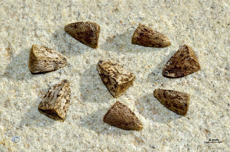 Molucella spinosa.30