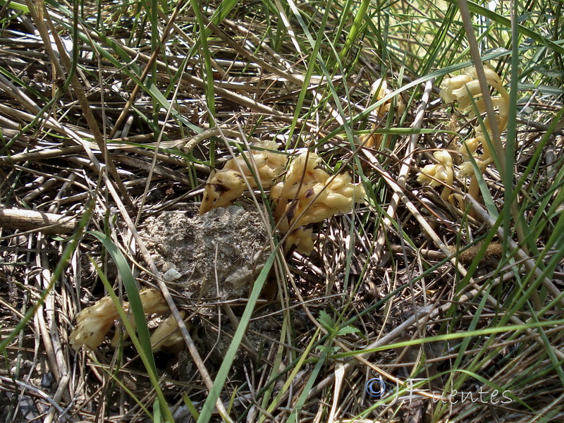 Monotropa hypopitys.01