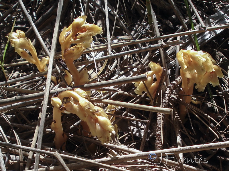 Monotropa hypopitys.02