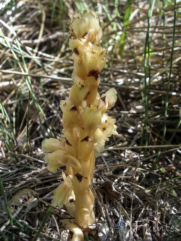 Monotropa hypopitys.03