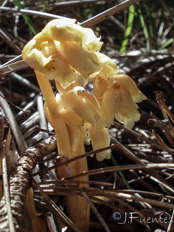 Monotropa hypopitys.04