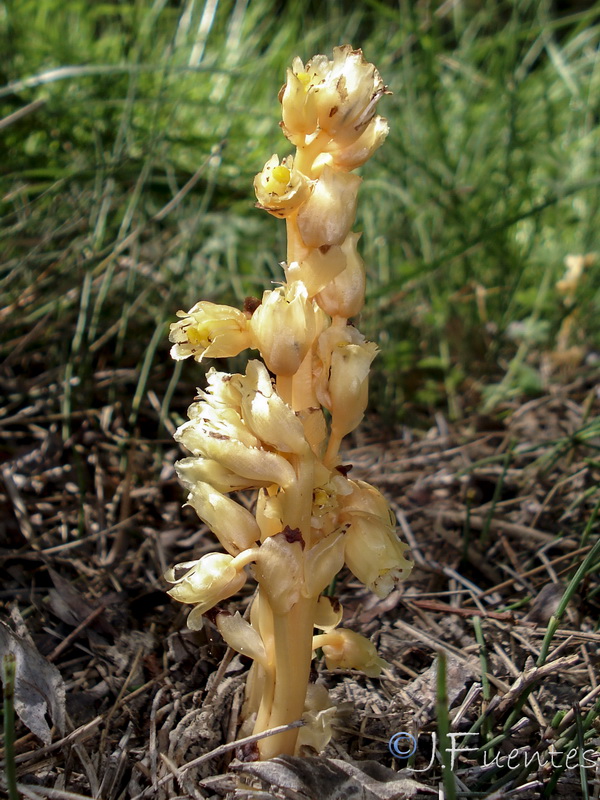 Monotropa hypopitys.05