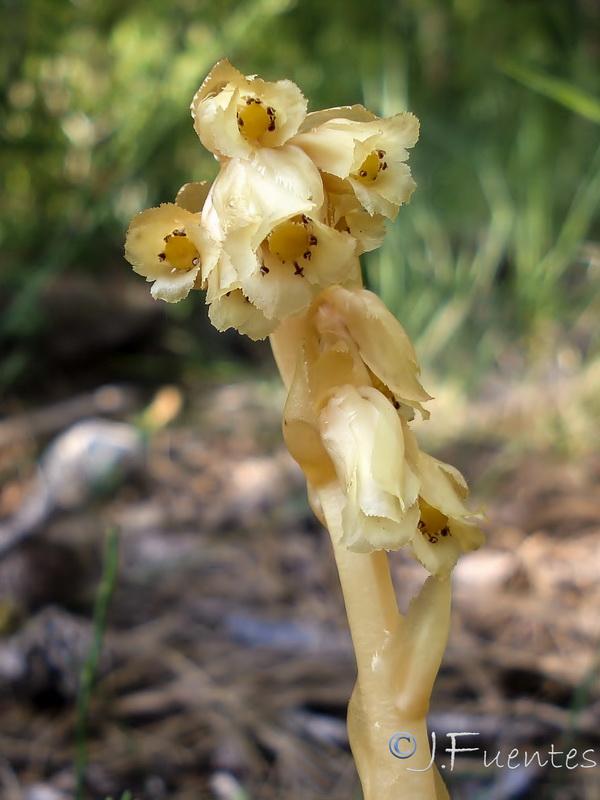 Monotropa hypopitys.07