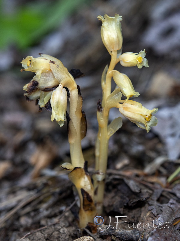 Monotropa hypopitys.09