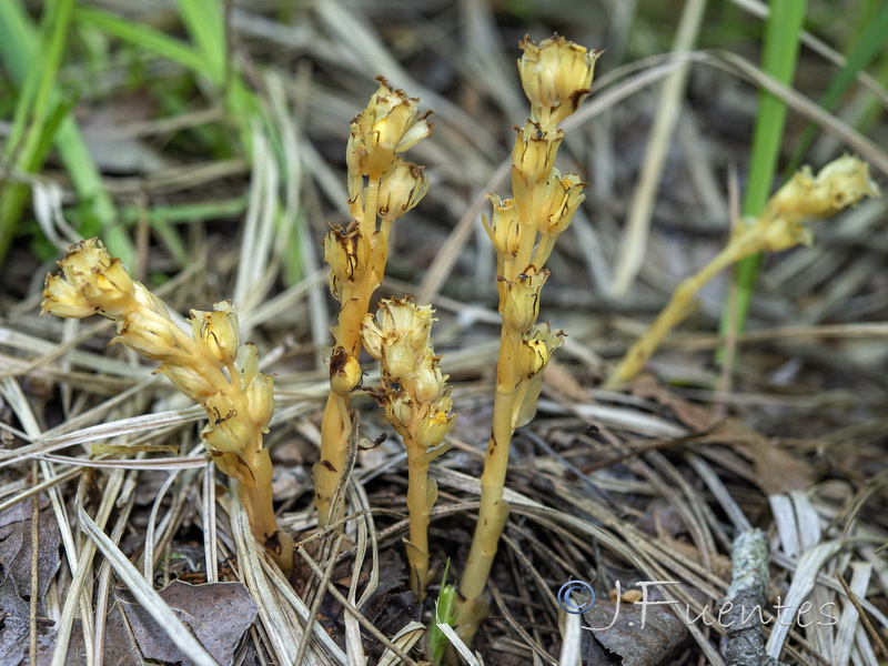 Monotropa hypopitys.10