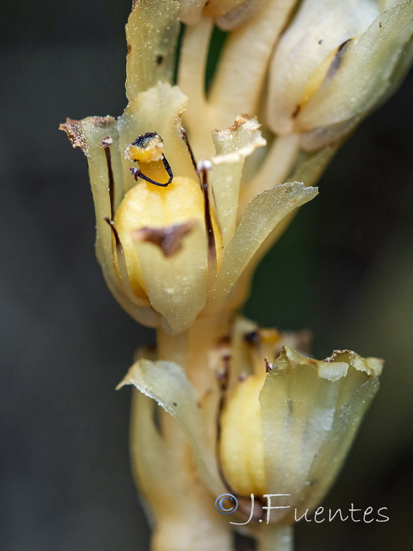 Monotropa hypopitys.12