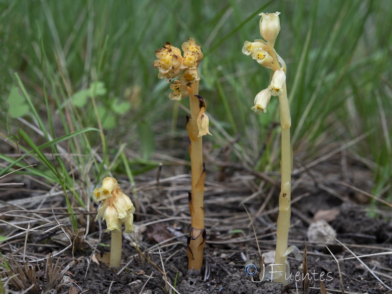 Monotropa hypopitys.14