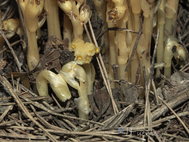 Monotropa hypopitys.15