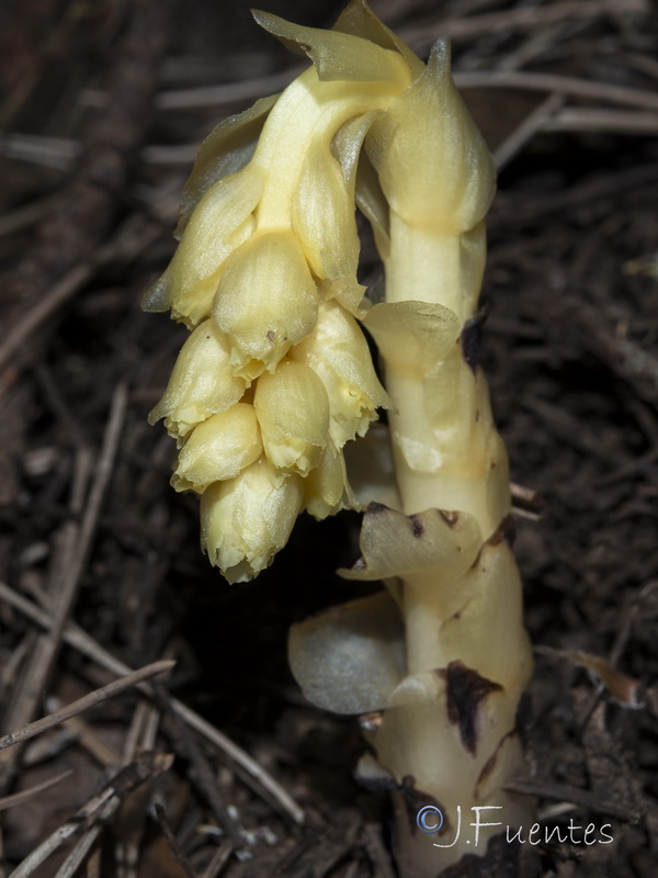 Monotropa hypopitys.17