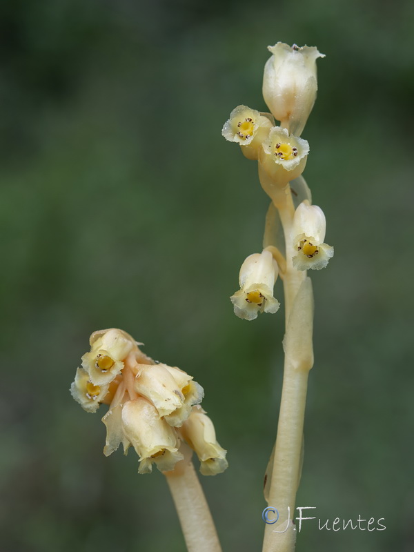 Monotropa hypopitys.18